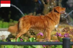 Mehr über den Artikel erfahren Nova Scotia Duck Tolling Retriever Züchter und Welpen in Wien