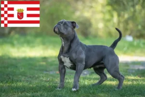 Mehr über den Artikel erfahren Olde English Bulldogge Züchter und Welpen in Bremen