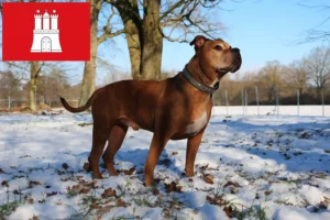 Mehr über den Artikel erfahren Olde English Bulldogge Züchter und Welpen in Hamburg