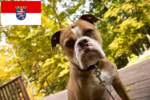 Mehr über den Artikel erfahren Olde English Bulldogge Züchter und Welpen in Hessen