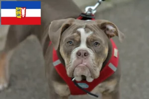 Mehr über den Artikel erfahren Olde English Bulldogge Züchter und Welpen in Schleswig-Holstein