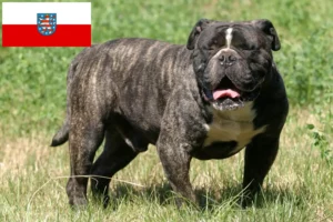 Mehr über den Artikel erfahren Olde English Bulldogge Züchter und Welpen in Thüringen