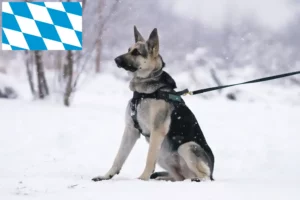 Mehr über den Artikel erfahren Osteuropäischer Schäferhund Züchter und Welpen in Bayern