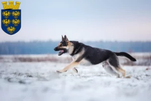 Mehr über den Artikel erfahren Osteuropäischer Schäferhund Züchter und Welpen in Niederösterreich