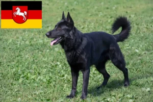 Mehr über den Artikel erfahren Osteuropäischer Schäferhund Züchter und Welpen in Niedersachsen