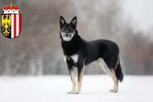 Mehr über den Artikel erfahren Osteuropäischer Schäferhund Züchter und Welpen in Oberösterreich