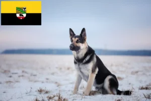 Mehr über den Artikel erfahren Osteuropäischer Schäferhund Züchter und Welpen in Sachsen-Anhalt