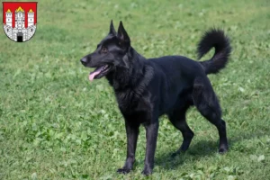 Mehr über den Artikel erfahren Osteuropäischer Schäferhund Züchter und Welpen in Salzburg