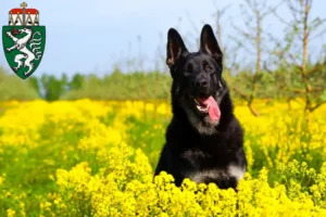 Mehr über den Artikel erfahren Osteuropäischer Schäferhund Züchter und Welpen in der Steiermark