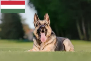 Mehr über den Artikel erfahren Osteuropäischer Schäferhund Züchter und Welpen in Ungarn