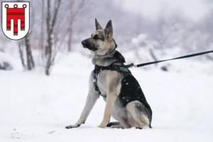 Mehr über den Artikel erfahren Osteuropäischer Schäferhund Züchter und Welpen in Vorarlberg