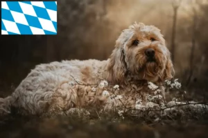 Mehr über den Artikel erfahren Otterhund Züchter und Welpen in Bayern