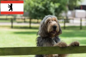 Mehr über den Artikel erfahren Otterhund Züchter und Welpen in Berlin