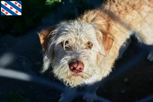 Mehr über den Artikel erfahren Otterhund Züchter und Welpen in Friesland