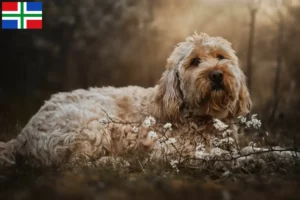 Mehr über den Artikel erfahren Otterhund Züchter und Welpen in Groningen