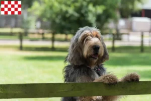 Mehr über den Artikel erfahren Otterhund Züchter und Welpen in Nordbrabant