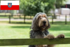 Mehr über den Artikel erfahren Otterhund Züchter und Welpen in Thüringen