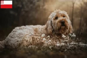 Mehr über den Artikel erfahren Otterhund Züchter und Welpen in Utrecht