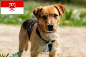 Mehr über den Artikel erfahren Patterdale Terrier Züchter und Welpen in Brandenburg