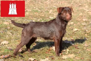 Mehr über den Artikel erfahren Patterdale Terrier Züchter und Welpen in Hamburg