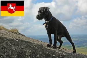 Mehr über den Artikel erfahren Patterdale Terrier Züchter und Welpen in Niedersachsen