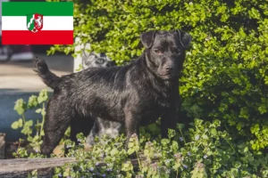 Read more about the article Patterdale Terrier Züchter und Welpen in Nordrhein-Westfalen