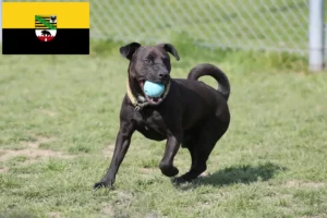 Mehr über den Artikel erfahren Patterdale Terrier Züchter und Welpen in Sachsen-Anhalt