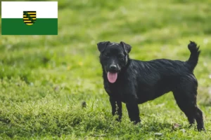 Mehr über den Artikel erfahren Patterdale Terrier Züchter und Welpen in Sachsen