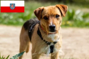 Mehr über den Artikel erfahren Patterdale Terrier Züchter und Welpen in Thüringen