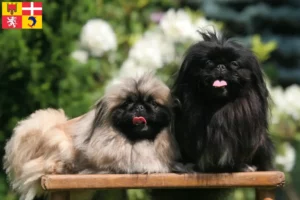 Mehr über den Artikel erfahren Pekingese Züchter und Welpen in Auvergne-Rhône-Alpes