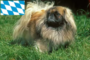 Mehr über den Artikel erfahren Pekingese Züchter und Welpen in Bayern