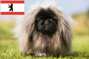 Mehr über den Artikel erfahren Pekingese Züchter und Welpen in Berlin