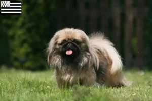 Mehr über den Artikel erfahren Pekingese Züchter und Welpen in der Bretagne