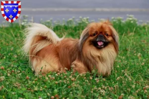 Mehr über den Artikel erfahren Pekingese Züchter und Welpen in Centre-Val de Loire