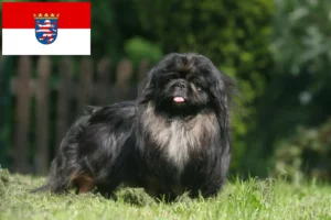 Mehr über den Artikel erfahren Pekingese Züchter und Welpen in Hessen