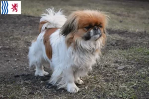 Mehr über den Artikel erfahren Pekingese Züchter und Welpen in Nouvelle-Aquitaine