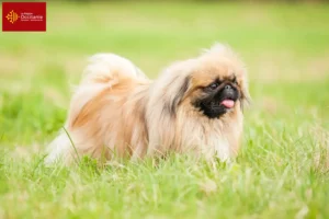 Mehr über den Artikel erfahren Pekingese Züchter und Welpen in Okzitanien