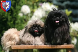 Mehr über den Artikel erfahren Pekingese Züchter und Welpen in Pays de la Loire