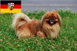 Mehr über den Artikel erfahren Pekingese Züchter und Welpen im Saarland