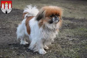 Mehr über den Artikel erfahren Pekingese Züchter und Welpen in Salzburg