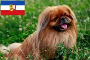 Mehr über den Artikel erfahren Pekingese Züchter und Welpen in Schleswig-Holstein