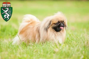 Mehr über den Artikel erfahren Pekingese Züchter und Welpen in der Steiermark