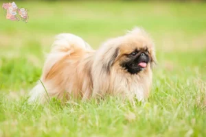 Mehr über den Artikel erfahren Pekingese Züchter und Welpen in Syddanmark