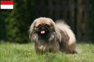 Mehr über den Artikel erfahren Pekingese Züchter und Welpen in Wien