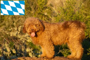 Mehr über den Artikel erfahren Perro de Agua Español Züchter und Welpen in Bayern