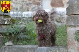 Mehr über den Artikel erfahren Perro de Agua Español Züchter und Welpen im Burgenland