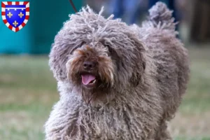 Mehr über den Artikel erfahren Perro de Agua Español Züchter und Welpen in Centre-Val de Loire