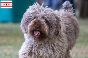 Mehr über den Artikel erfahren Perro de Agua Español Züchter und Welpen in Drenthe