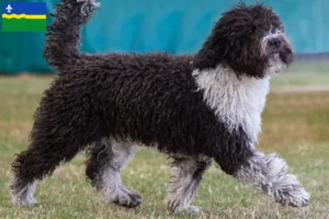 Mehr über den Artikel erfahren Perro de Agua Español Züchter und Welpen in Flevoland