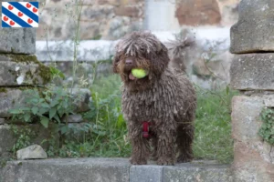 Mehr über den Artikel erfahren Perro de Agua Español Züchter und Welpen in Friesland